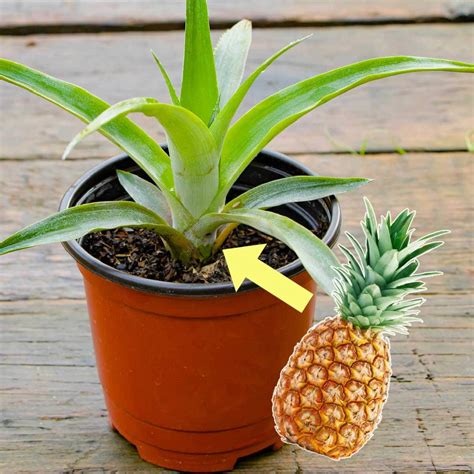 Here’s the easiest and most cost-effective method: Twist off the leafy top of a fresh pineapple. Remove the lower leaves to reveal a few inches of stem. Let the top dry for about a week. Place the dried stem in water using toothpicks until roots develop. Plant the rooted top in soil and care for it.